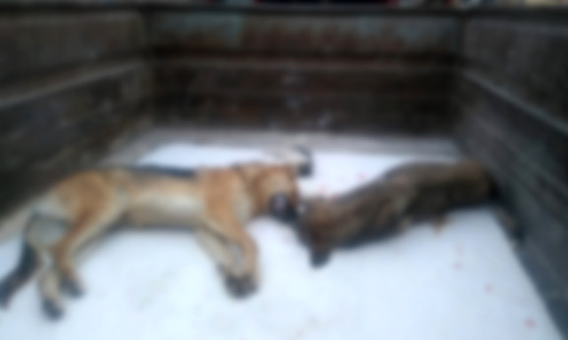 Ankara’da 20 Sokak Köpeği Zehirlendi