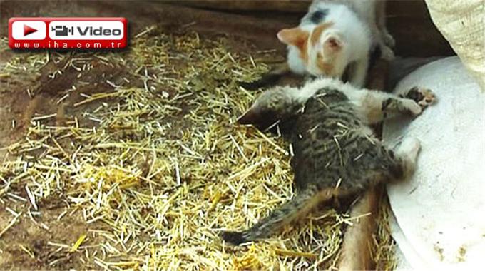 Kediler onun için seferber oldu