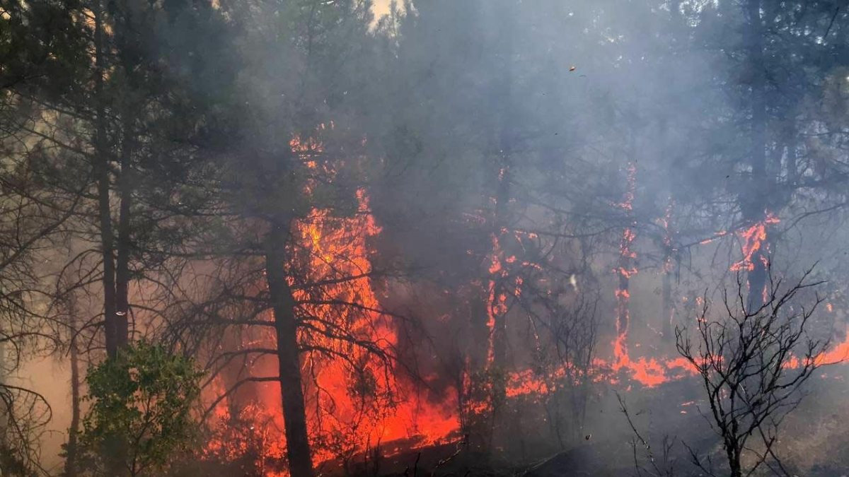 Edirne’de çıkan orman yangını söndürüldü