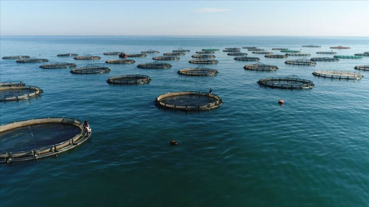 Balık yetiştiriciliğine toplam 1,64 milyar lira aktarıldı