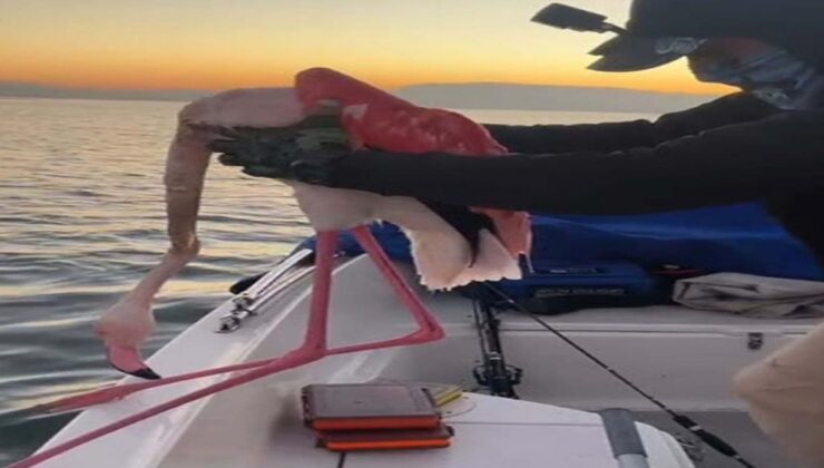 İzmir’de flamingoyu balıkçılar kurtardı