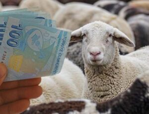 Küçükbaş hayvan takviyesi ne vakit verilecek? Takvim açıklandı!