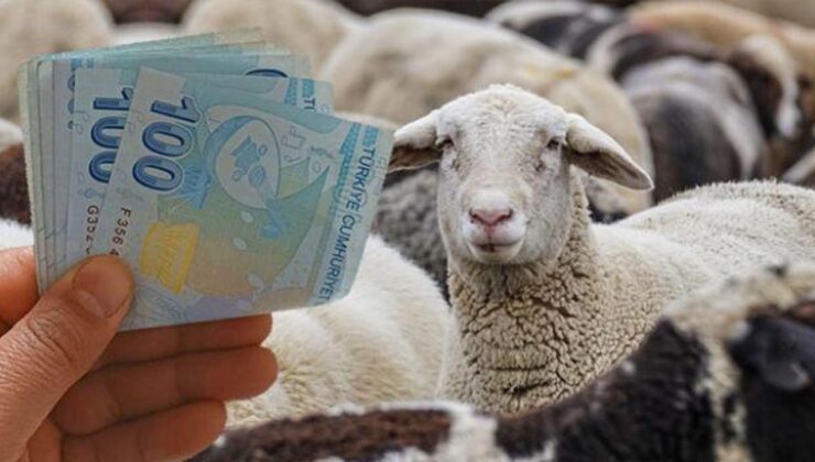 Küçükbaş hayvan takviyesi ne vakit verilecek? Takvim açıklandı!